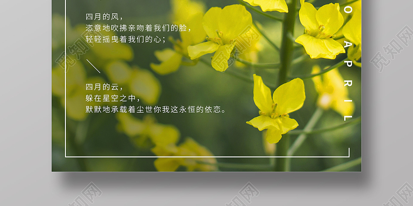 油菜花摄影图你好4月你好四月海报宣传4月四月你好