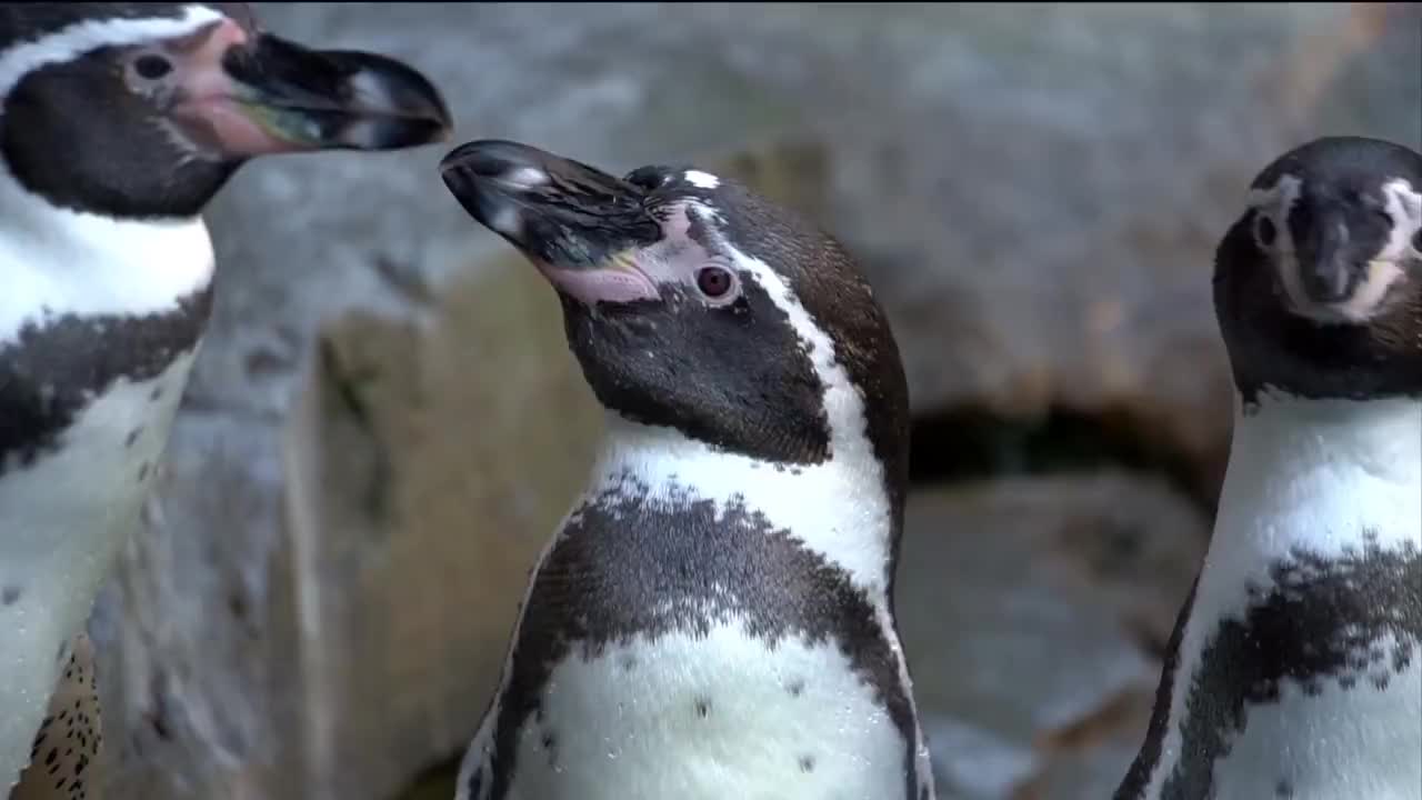 企鵝 南極洲 動物園 水禽 動物 鳥 企鵝家族 極地地區 冷